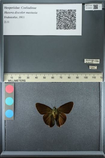 Media type: image;   Entomology 186661